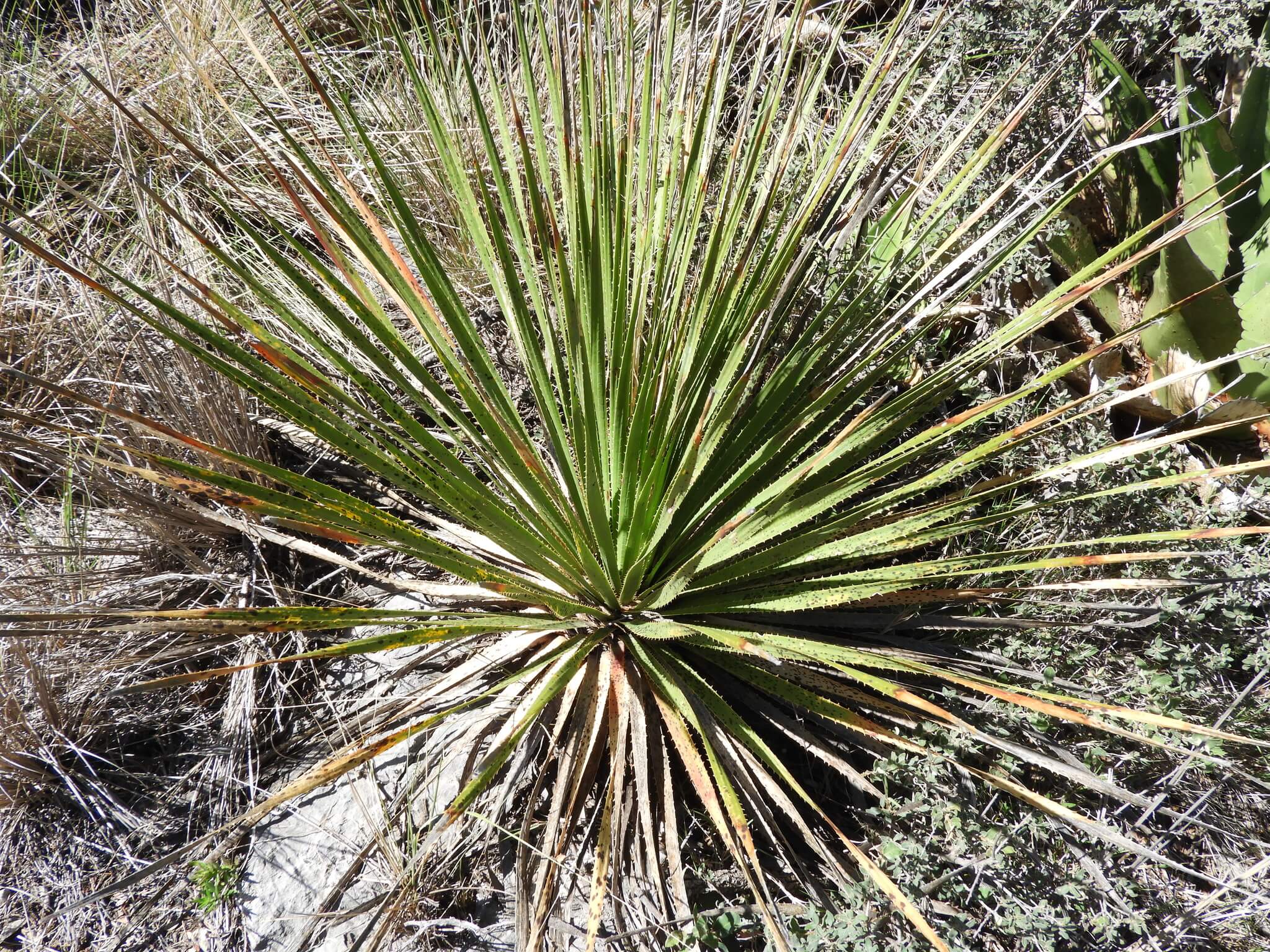 Dasylirion cedrosanum